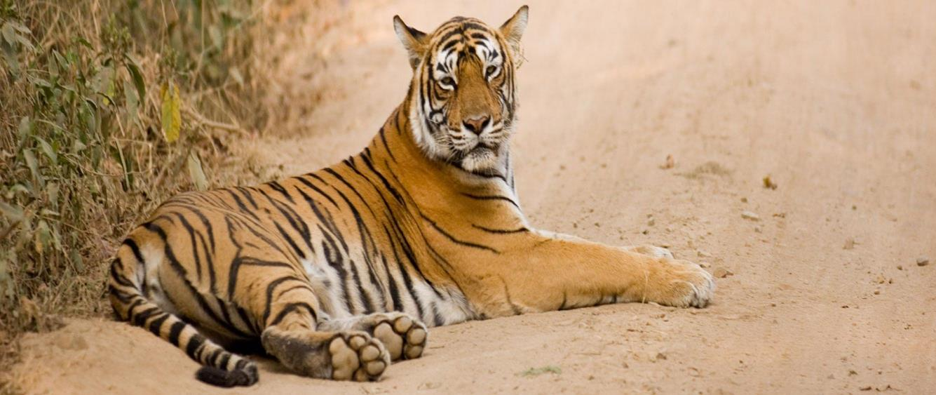 Ranthambore