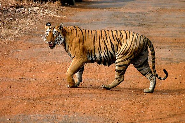 Tadoba...“Tiger land of Maharashtra”.....