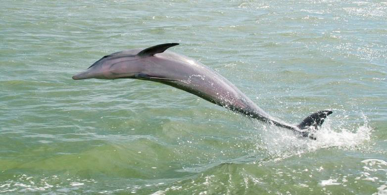Dolphin , Turtle Festival, Kokan