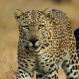Pench National Park, Madhya Pradesh